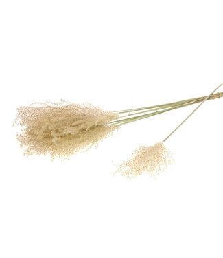 LDD Fluffy reed grass 10pc natural ( x 20 )