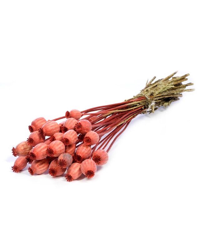 Pavots séchés d'un orange intense | Commande par 20 bouquets