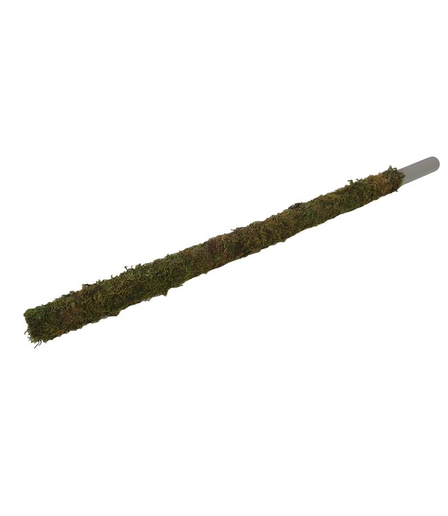 Naturelle groen mos op buis | Diameter 30 millimeter | Lengte 80 centimeter | Per 10 stuks