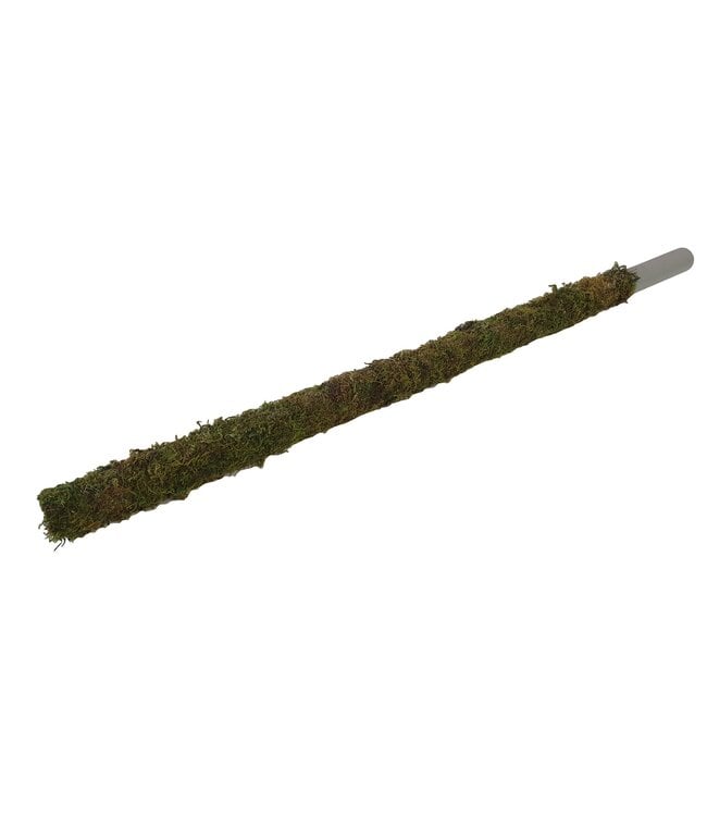 Tube 30mm with green moss 80cm p.pc Natural ( x 10 )