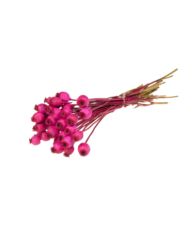 Cherry-coloured dried poppies | Order per 20 bunches