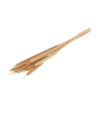 LDD Typha large 10pc natural ( x 20 )