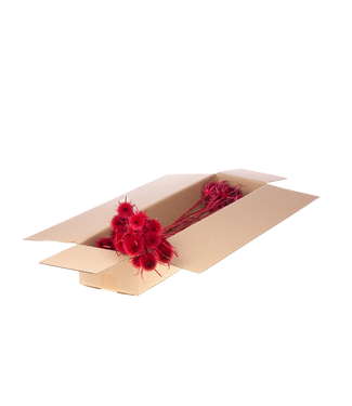 LDD Red dried thistle | Chardon dried flowers | Length 55 centimetres | Per 3 pieces