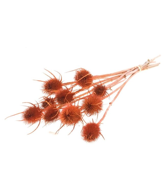 Intense orange dried Daardbol | Chardon dried flowers | Length 55 centimetres | Order per 15 bunches