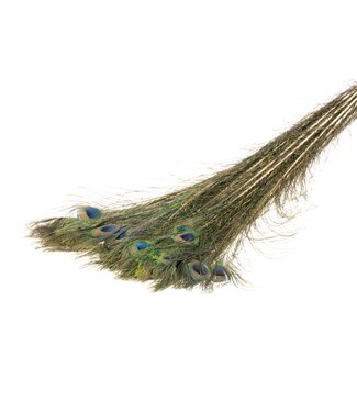 LDD Peacock feather natural | Per 50 stuks