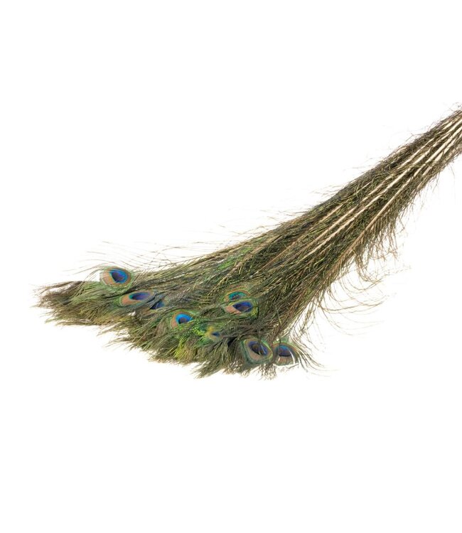 Peacock feather natural | Per 50 stuks te bestellen