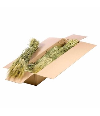 LDD Gerst (hordeum) SB natural green | Per 5 stuks