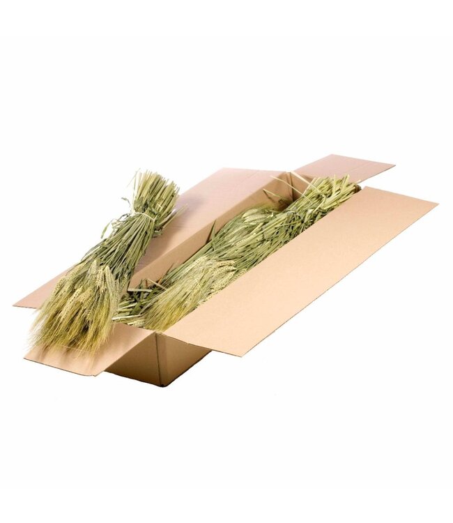 Gerst (hordeum) SB natural green | Per 5 stuks te bestellen