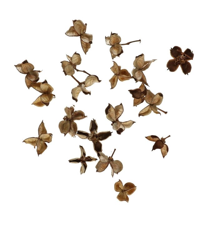 Dried Cotton Pods | Weight 150 grams | Available to order individually