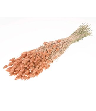 LDD Matt coral-coloured dried Canary grass | Phalaris dry flowers | Per 20 bunches