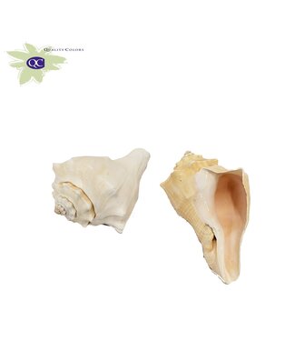 QC Red giant Mulli sea shells in bag | 2 shells per bag | Per 2 bags