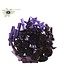 Purple artistic bouquet | 40 leaflets on stick | Length 50 centimetres | Order per bouquet