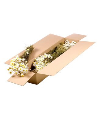 LDD Natural white Acroclinium dried flowers | Length 55 centimetres | Per 5 pieces