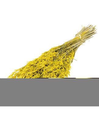 LDD Haver (avena) yellow | Per 25 stuks