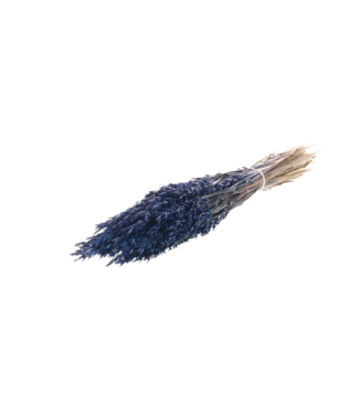 LDD Avoine séchée bleu foncé | Avena fleurs séchées | Par 25 pièces