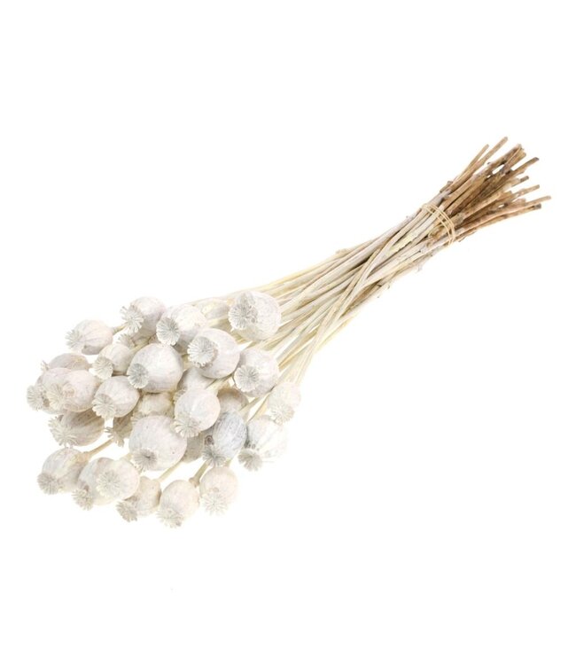 Coquelicots séchés blanc mat | Commande par 20 bottes