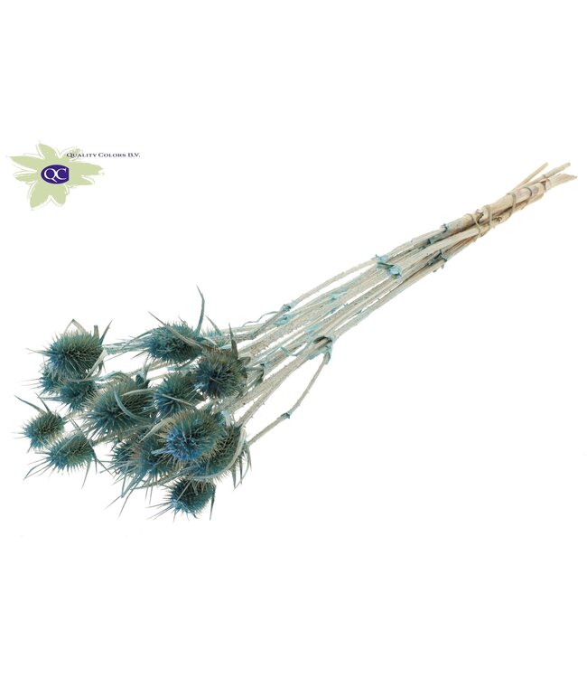 Pearl light blue dried thistles | Cardi Stella dried flowers | Length 55 centimetres | 10 per bunch | Order per 6 bunches