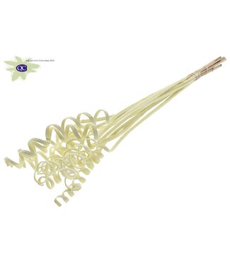 QC Cane Spring on stem Covered Creme | Per 50 stuks