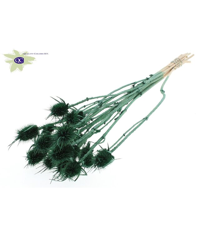 Pearl green dried thistles | Cardi Stella dried flowers | Length 55 centimetres | 10 pieces per bunch | Order per 6 bunches