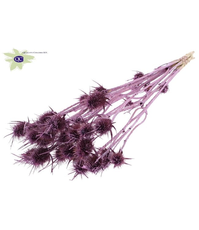 Pink metallic coloured dried thistles | Cardi Stella dried flowers | Length 55 centimetres | 10 per bunch | Order per 6 bunches