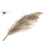 Pampas Grass ± 175cm per pc Natural ( x 10 )