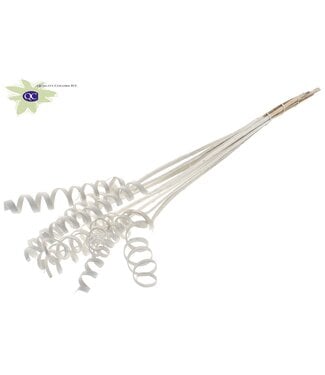 QC Cane Spring on stem Covered White | Per 50 stuks