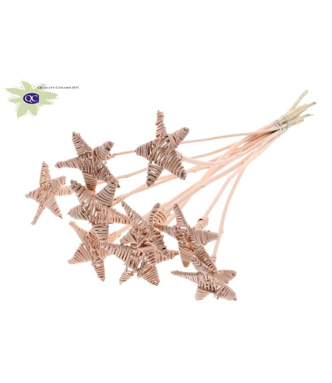 Lata Star on stem Covered Apricot | Per 50 stuks te bestellen