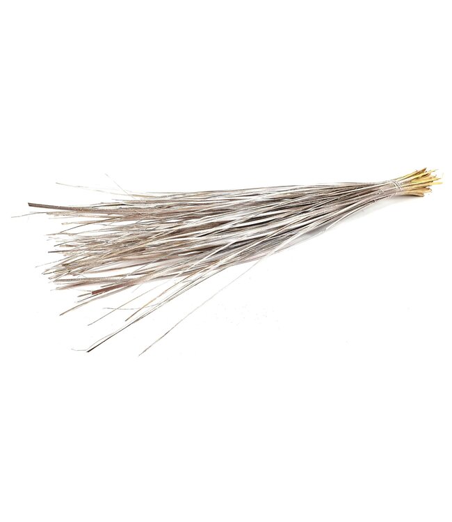 Champagnerfarbene getrocknete Palmblattadern | Palm Ting Ting Trockenblumen | Länge 70 Zentimeter | Bestellt pro 125 Stück