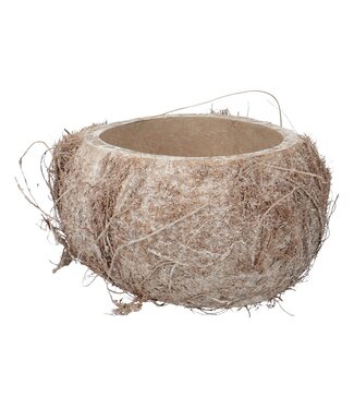 4A Demi-noix de coco blanchie décoration | Par 3 pièces