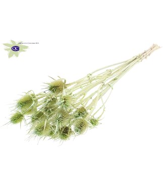 QC Pearl mint green dried thistles | Cardi Stella dried flowers | Length 55 centimetres | 10 per bunch | Per 6 bunches