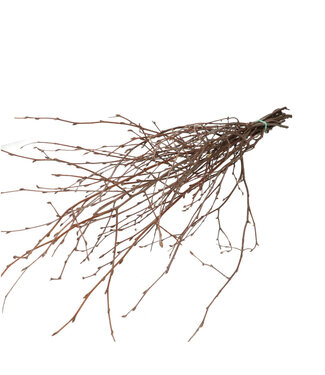 4A Natural dried birch branches | Length 70 centimetres | 10 branches per bunch | Per bunch