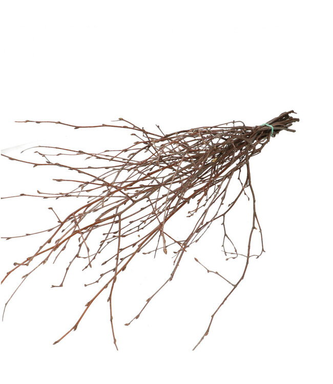 Natural dried birch branches | Length 70 centimetres | 10 branches per bunch | Available per bunch