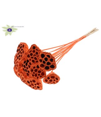 QC Lotus 5-7cm on stem Covered Orange ( x 50 )