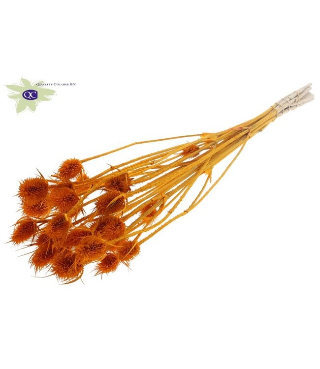 Apricot-coloured bleached dried thistles | Cardi Stella dried flowers | Length 55 centimetres | 10 per bunch | Order per 6 bunches