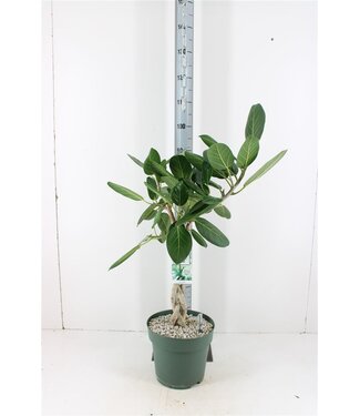 ME Ficus Benghal Audrey | Topfgröße 27 | Pro Stück