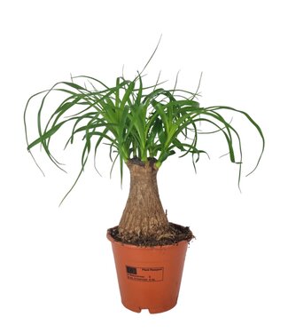 ME Beaucarnea 12 cm | Pro 10 Stück