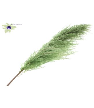 QC Pampas Grass ± 175cm p/pc in poly Light Green | Per 10 stuks