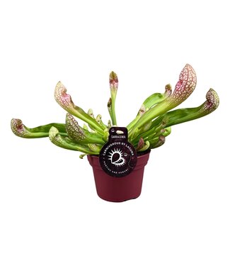 ME Sarracenia Scarlet Belle 12 cm | Per 6 pieces