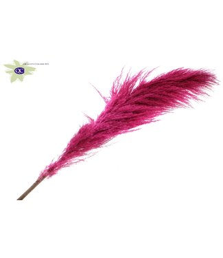 QC Pampas Grass ± 175cm p/pc in poly Cerise ( x 10 )