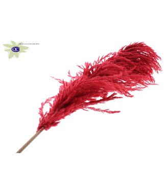 QC Pampas Grass ± 175cm p/pc in poly Red | Per 10 stuks