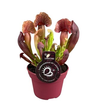 ME Sarracenia Catesbaei 12 cm | Pro 6 Stück