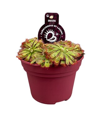 ME Drosera Aliciae 12 cm | Per 6 pieces