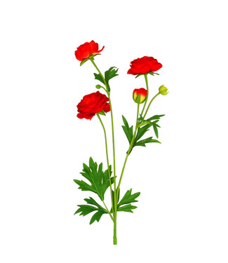 4A Kunstbloemen Ranunculus 60cm x7 ( x 4 )