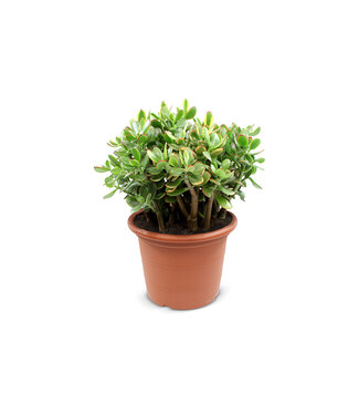 ME Crassula Sunset | Per 2 pieces