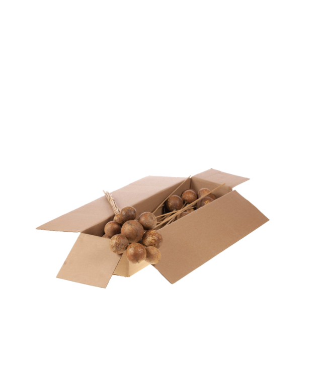 Naturelle Bellani Bälle auf einem Stiel | 10 Einstecker pro Bund | Pro 3 Bunde zu bestellen
