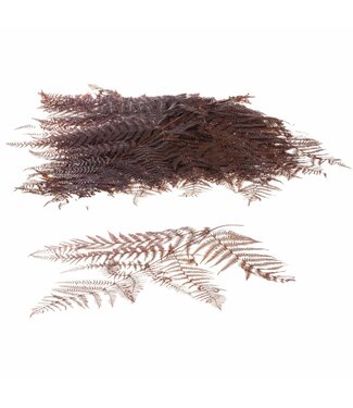 LDD Bracken fern 10pc deep brown ( x 15 )