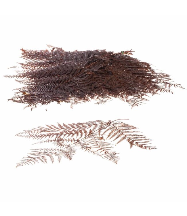 Bracken fern 10pc deep brown ( x 15 )