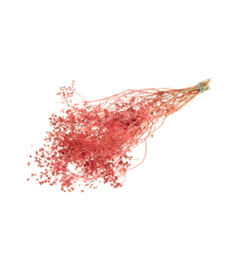 LDD Ecran d'or rose séché | Bupleurum Fleurs séchées ouvertes | Longueur 55 centimètres | Par 20 pièces