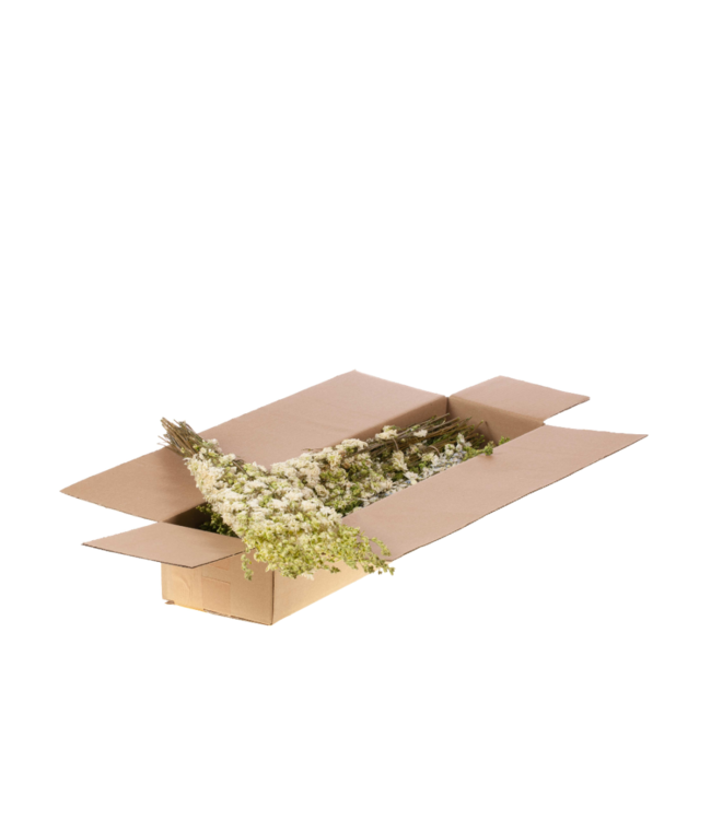 Natural white dried Larkspur | Delphinium dried flowers | Order per 5 bunches