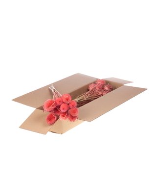 LDD Pink dried thistle | Chardon dried flowers | Length 55 centimetres | Per 3 pieces